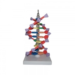 modelo de estructura de ADN