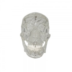 modelo de cráneo transparente