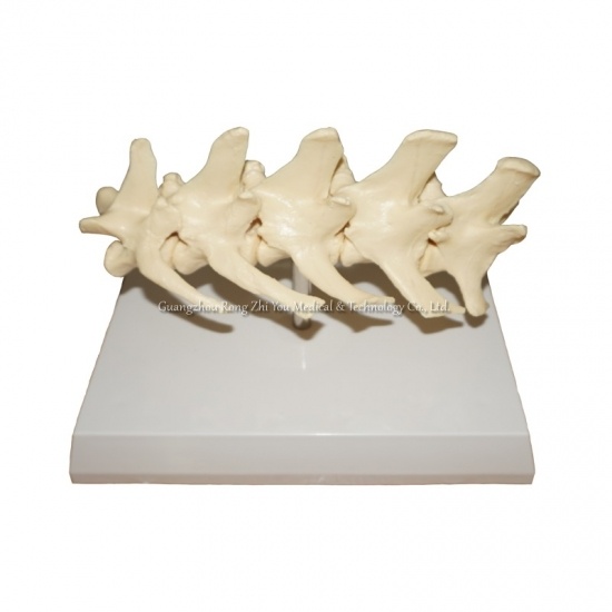 modelo de columna vertebral canina