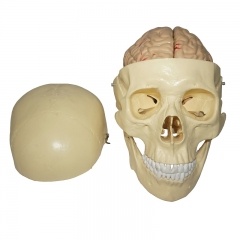cabeza con 8 partes del modelo cerebral
