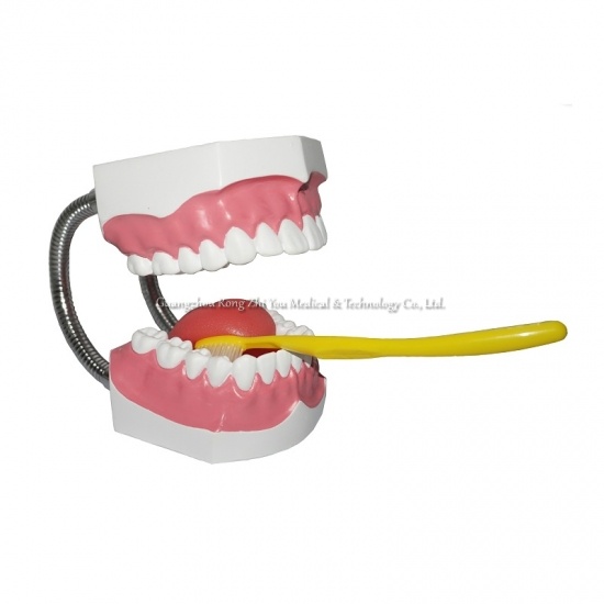  modelos de dientes dentales