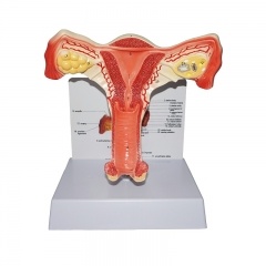 modelo de genitales femeninos