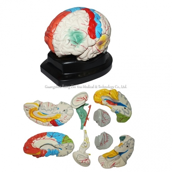 modelo de laboratorio de estructura cerebral