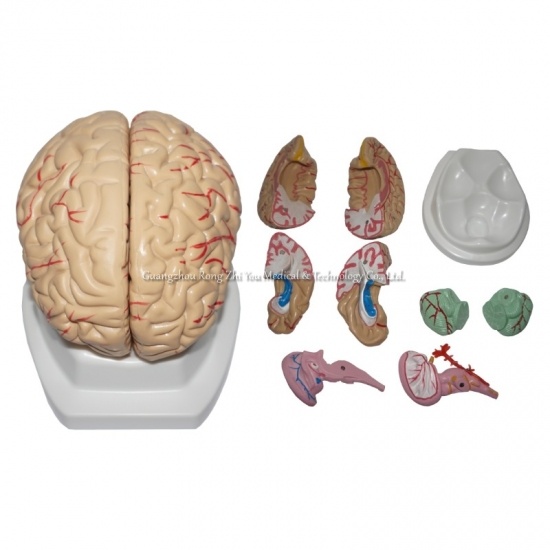 modelo humano anatómico médico