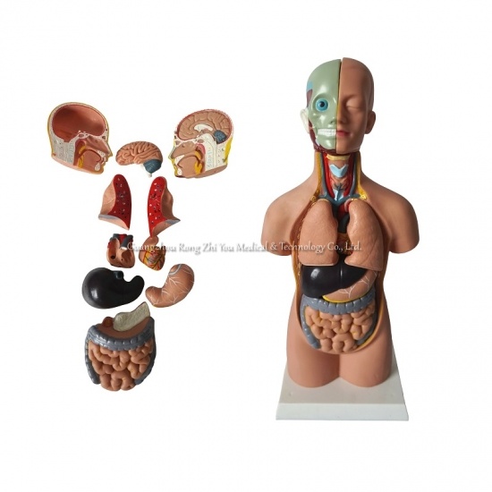 modelo de torso