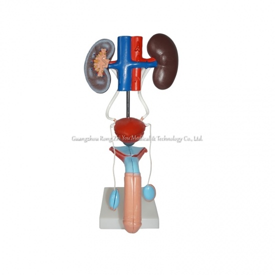 modelo anatómico del sistema urogenital