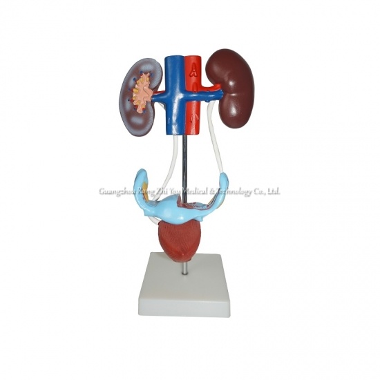 modelo anatómico urogenital