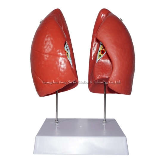 modelo pulmonar