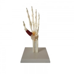  modelo de articulación de la mano