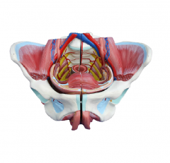 modelo de pelvis femenina