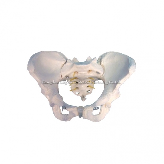 modelo de pelvis femenina