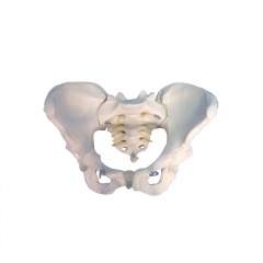 modelo de pelvis femenina