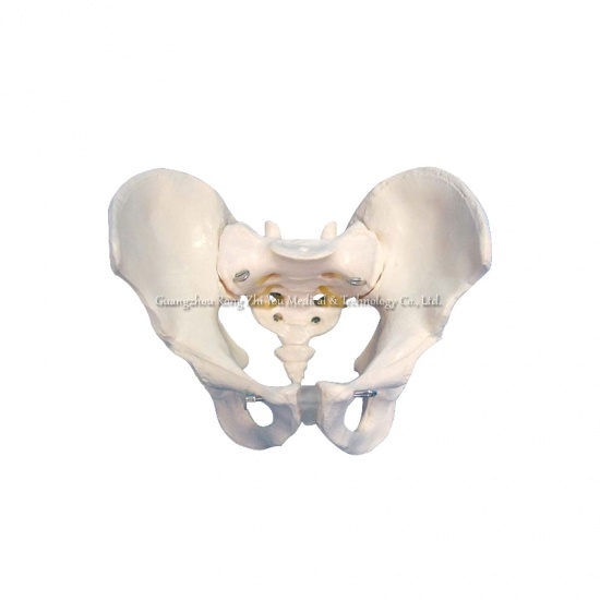 modelo esquelético de pelvis masculino