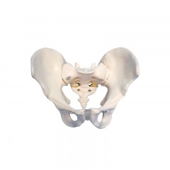 modelo esquelético de pelvis masculino