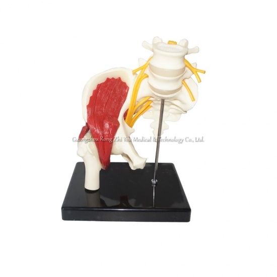 modelo de pelvis humana