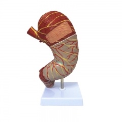 modelo de estomago