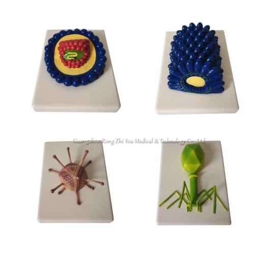 modelo de virus