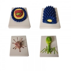 modelo de virus