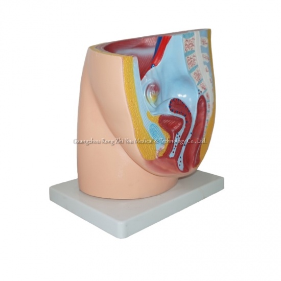 modelo de pelvis femenina