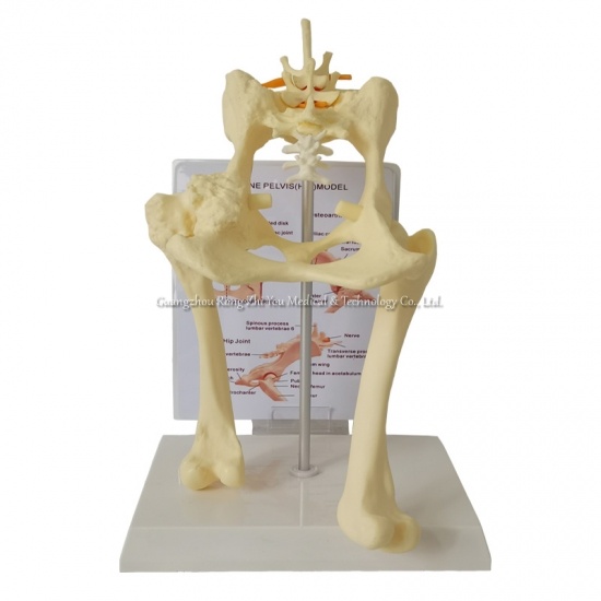 vértebra lumbar del perro