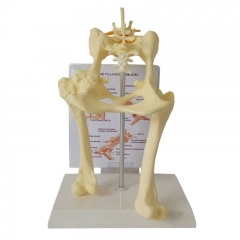 vértebra lumbar del perro