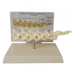  modelo lumbar vertebral canino