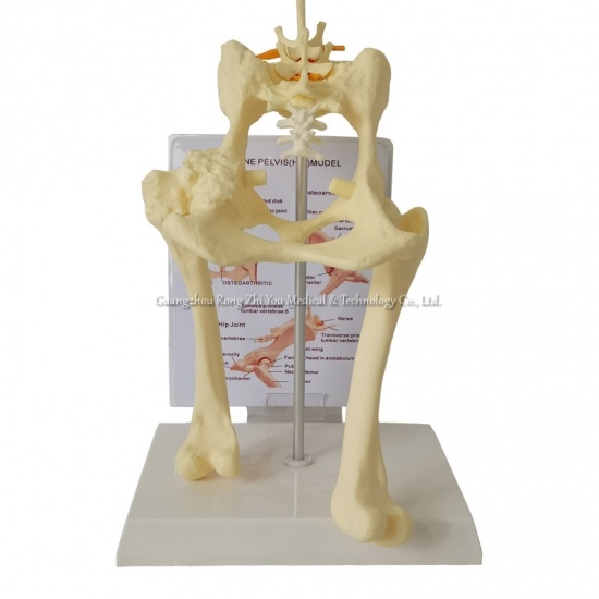 modelos veterinarios osteologicos