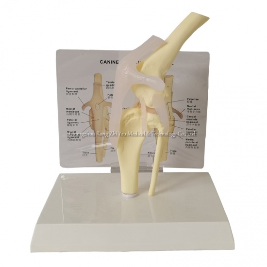 modelo de rodilla de perro