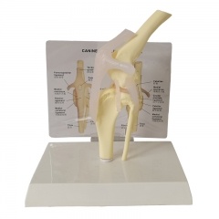 modelo de rodilla de perro